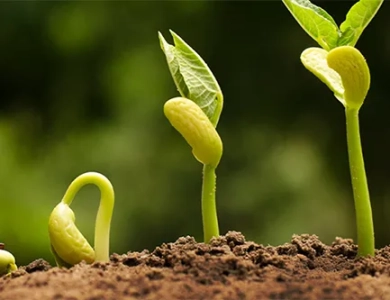 Aplicações de poliaspartato de potássio na agricultura moderna