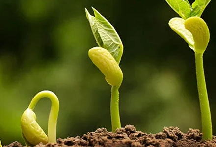 Como os bioestimulantes afetam o crescimento das plantas em condições de seca?