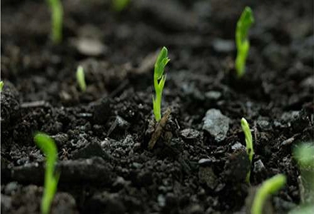 Ácido Poliaspártico (PASP): Aumentando a Eficiência dos Fertilizantes Agrícolas