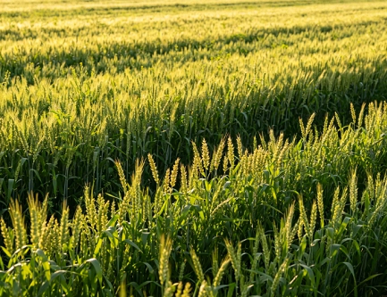 Poliaspartato de potássio: abrindo novas portas para aplicações agrícolas